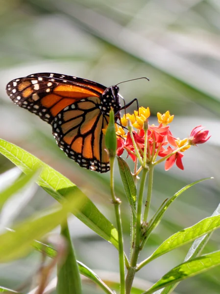 Монарх Бенедикт XVI летает на геттинговом нектаре из Milkweed Flower — стоковое фото