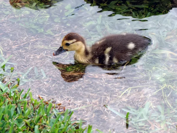 Muscovy Baby Duckling — Stock Photo, Image