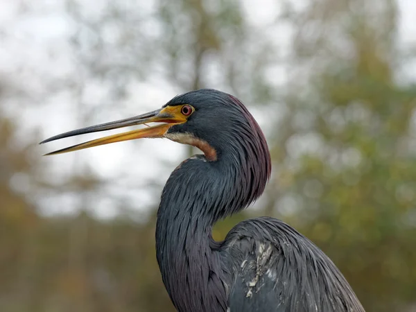 Trefärgad häger på nära håll — Stockfoto