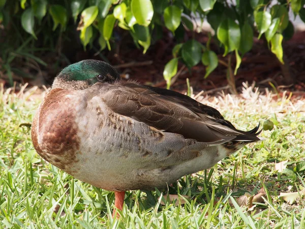 Descansando Mallard — Fotografia de Stock