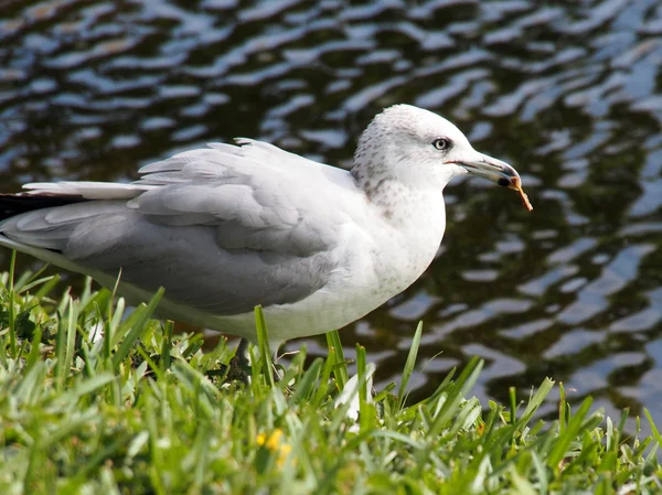 Anel faturado Gull Comer — Fotografia de Stock