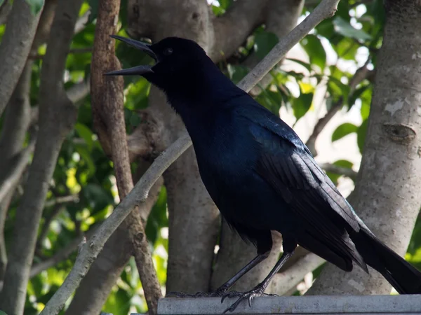 Cawing Crow — Stock Photo, Image