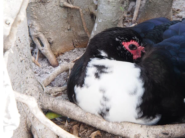 Resting Muscovy Duck — Stock Photo, Image