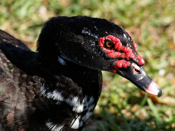 Watchful Muscovy Duck — Stock Photo, Image