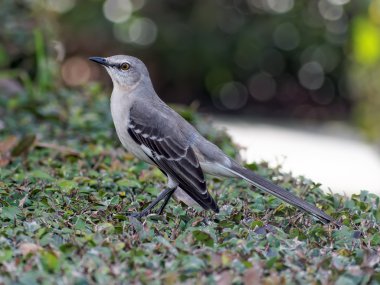 Northern Mockingbird on a Bush clipart