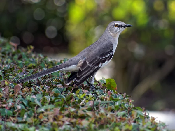 Floride État Oiseau Northern Mockingbird — Photo