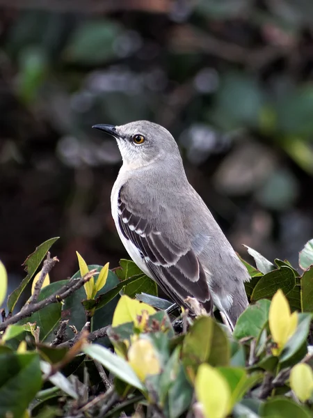 Porträtt av en norra mockingbird florida state fågel — Stockfoto