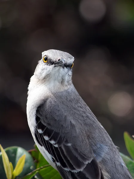 Tittar på mig? — Stockfoto