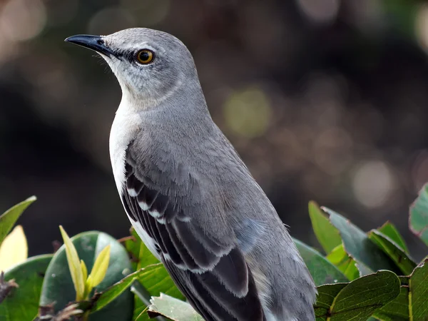 Klaar voor mijn closeup — Stockfoto