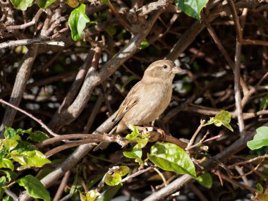 Serçe uyum sağlamak