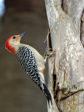 Ağaçta asılı kırmızı karınlı ağaçkakan