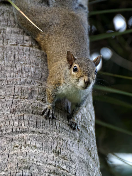 Do góry nogami wiewiórka — Zdjęcie stockowe