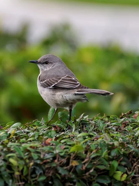 Check Out My Tail Feathers — Stock Photo, Image