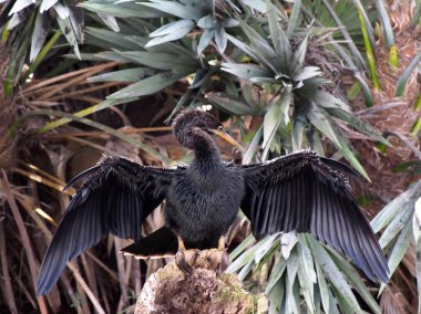 Yılanboyungiller kanatlarını aç ağzını