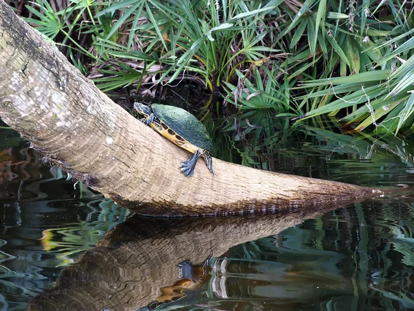 Schildkröte stößt auf Baumstamm — Stockfoto