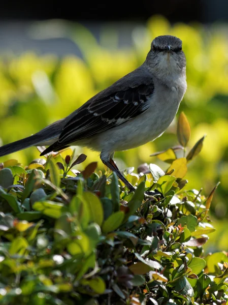 Starren — Stockfoto