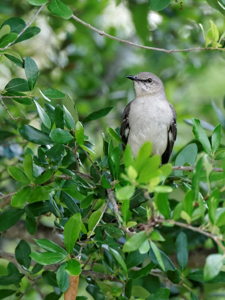 Norra mockingbird i ett träd — Stockfoto