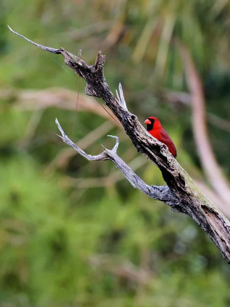 Pájaro macho rojo cardenal del norte vibrante —  Fotos de Stock