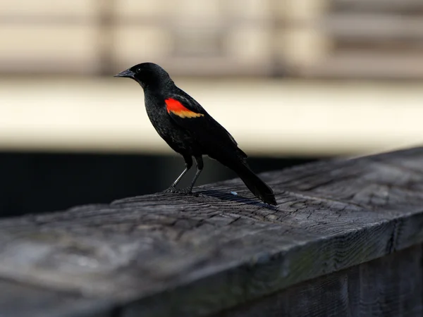 Pássaro-preto-de-asa-vermelha — Fotografia de Stock