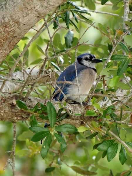 Blue Jay in Tree — Stock Photo, Image