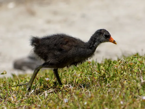 Fuzzy Giovane Moorhen sul lago — Foto Stock