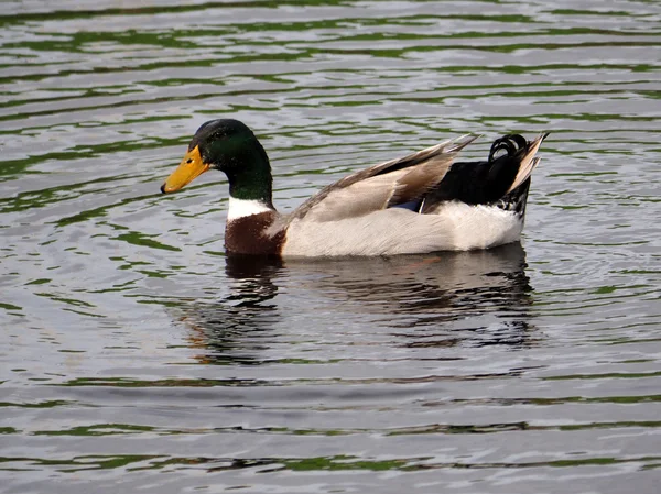 Stockente schwimmt — Stockfoto