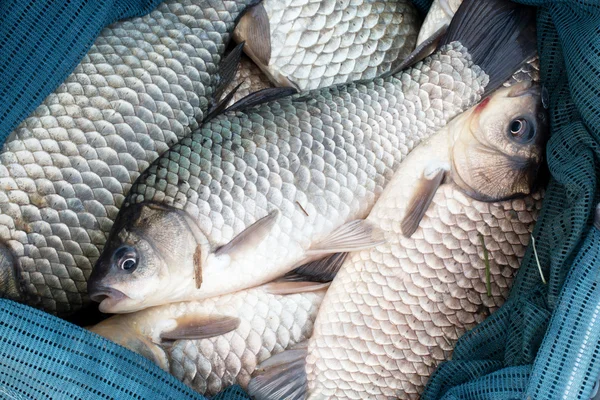 Ikan mentah . — Stok Foto