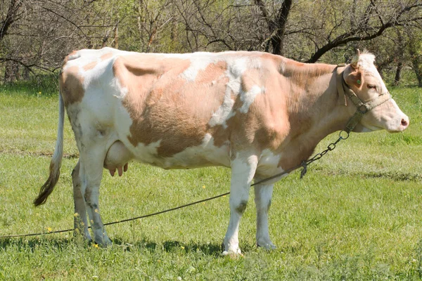 Vaca.. — Foto de Stock