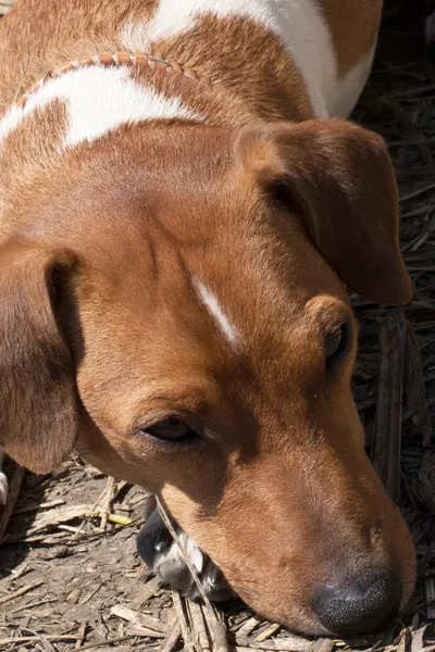 Cachorro de perro . —  Fotos de Stock