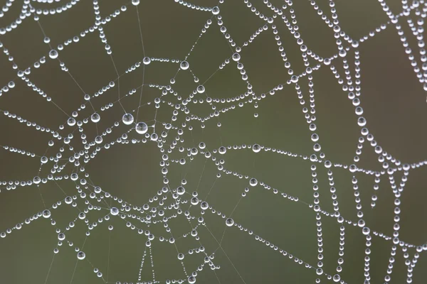 Teia de aranha. — Fotografia de Stock