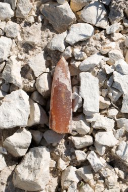 Belemnite.