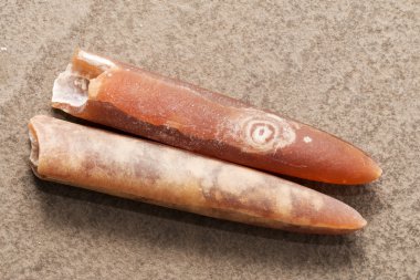 Belemnite.