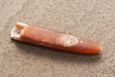 Belemnite.