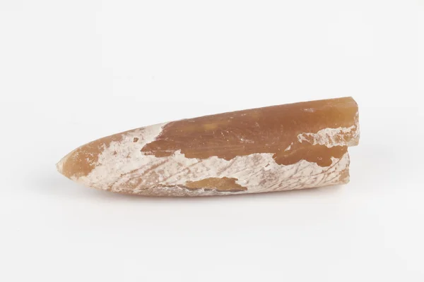 Belemnite. — Fotografia de Stock