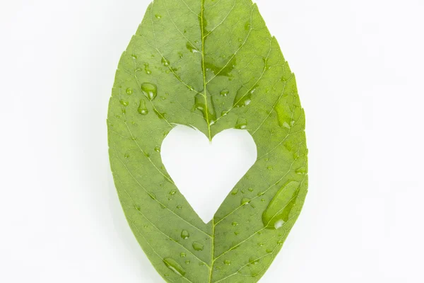 Leaf. — Stock Photo, Image