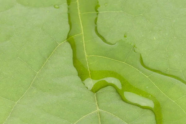 Leaf. — Stock Photo, Image