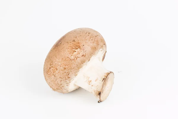 Cogumelo fresco . — Fotografia de Stock