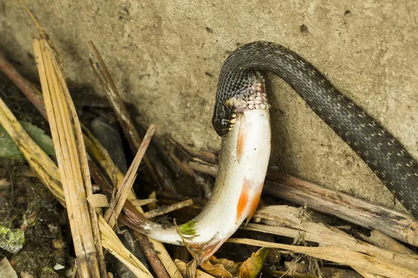 Serpiente comiendo pescado —  Fotos de Stock