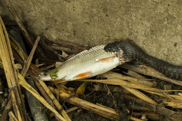 Snake Eating Fish — Stock Photo, Image
