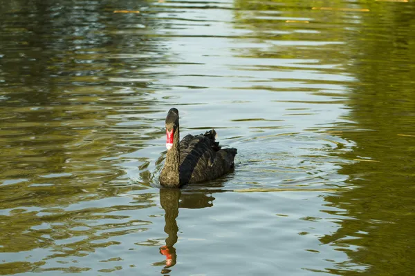 Swan. — Stock Photo, Image