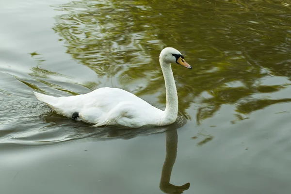Swan. — Stock Photo, Image
