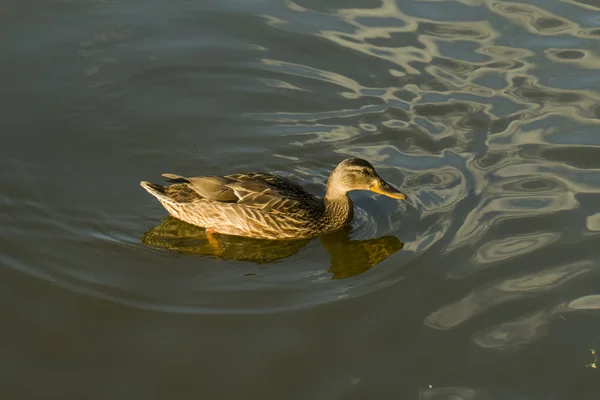 Duck. — Stock Photo, Image