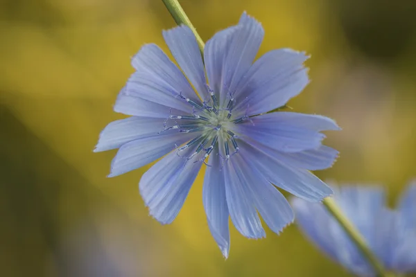 Flor. — Foto de Stock