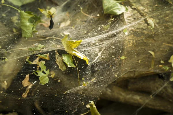 Teia de aranha — Fotografia de Stock