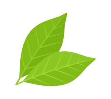 Beyaz arka planda iki yeşil yaprak. Düz vektör illüstrasyonu