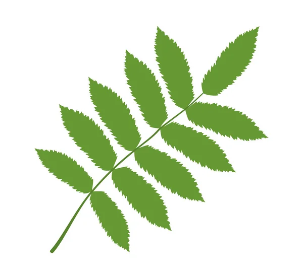 Vector Illustration Green Rowan Leaf White Background — Stock Vector
