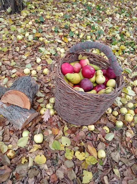 Autumn Apple Basket — Stock Photo, Image
