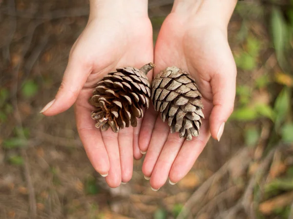 Pinecones — Stok fotoğraf