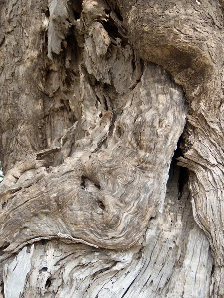 zeytin ağacı kabuğu arka plan