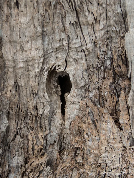 Olive tree bark Background — Stock Photo, Image